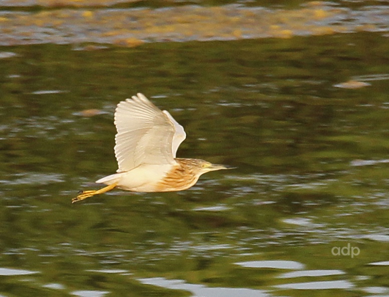 Quateira May 2012, only the third year since 1988 they have been present IMG_1218qswt800c SqHe Qa-2144763373.jpg
